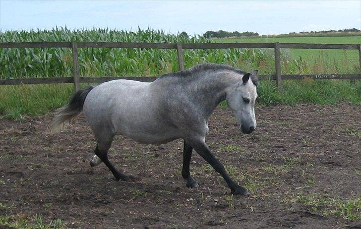 Welsh Mountain (sec A) Christoft Troika - Velkommen til Troikas profil :)  billede 1