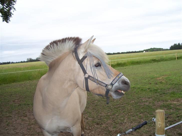 Fjordhest Laban  - 10. You Horse Is In Your Mirror???. billede 9