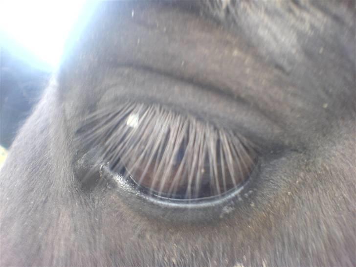 Shetlænder pretty <33 rider ikke mer - pretty´s vidunderlige øje<3 billede 1