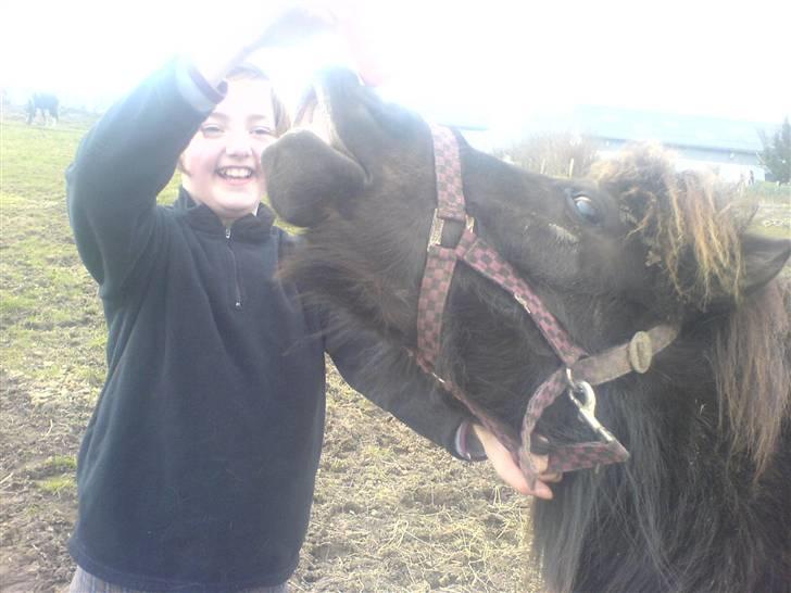 Shetlænder pretty <33 rider ikke mer - pretty der smiler til min veninde simone<3 billede 2
