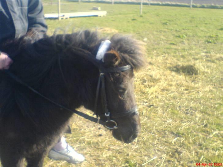 Shetlænder pretty <33 rider ikke mer - pretty der er ved at blive til redet hvor man så ser hende´s hovede<3 billede 4