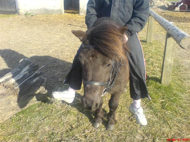 Shetlænder pretty <33 rider ikke mer - pretty´s hovede igen<3 billede 5