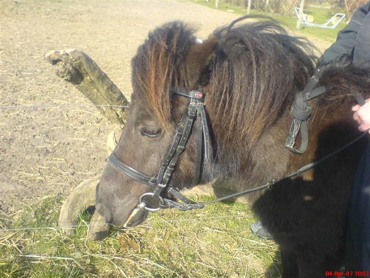 Shetlænder pretty <33 rider ikke mer - smukke flotte pretty<3 billede 6