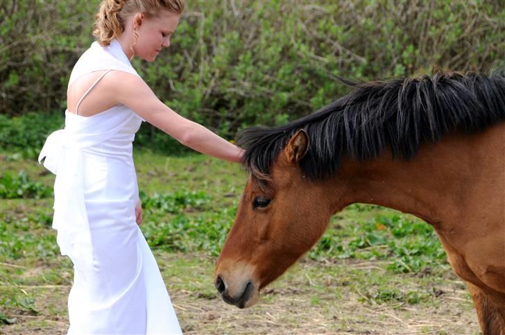 Anden særlig race Paya - paya i:  billede 1