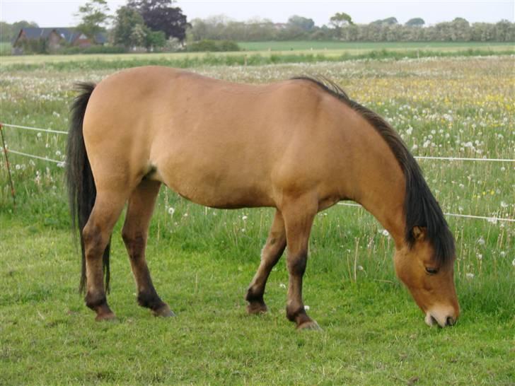 Anden særlig race Paya - .. billede 2