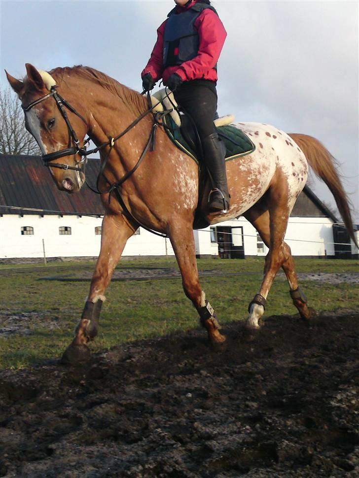 Appaloosa Pablo " solgt :(" - * Velkommen til Pablo´s profil *  billede 2