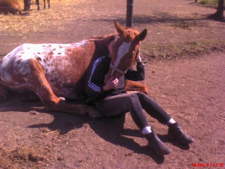 Appaloosa Pablo " solgt :(" - nååh hvor du dejlig Pablo<3   billede 3