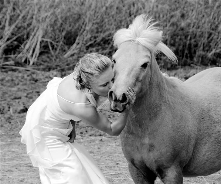 Shetlænder Pedro  -  R.I.P.  - JEG VIL ALDRIG GLEMME DIG :$<3  billede 1