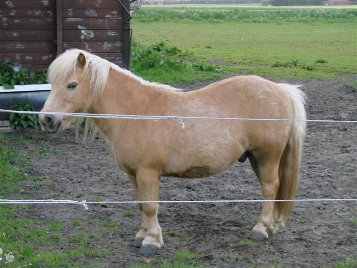 Shetlænder Pedro  -  R.I.P.  - Årh miin dejlïge barndoms hest ! <333 billede 2