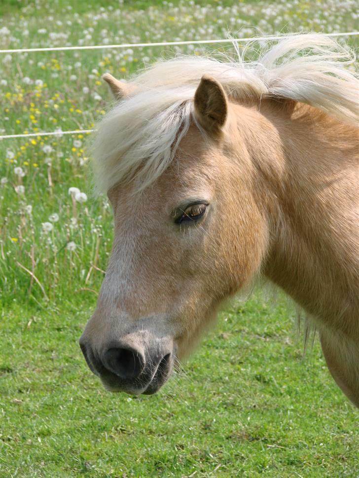 Shetlænder Pedro  -  R.I.P.  - "jeg er bare nusser ! " <33 billede 4