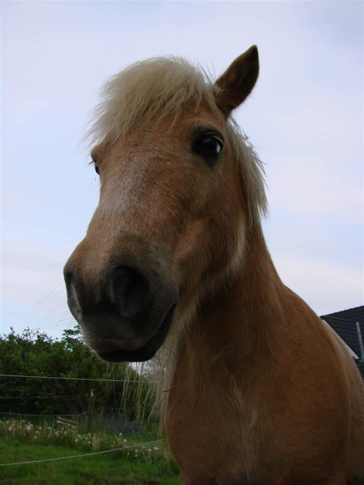 Shetlænder Pedro  -  R.I.P.  - Årh , min kramme bamse <333 (L) billede 5