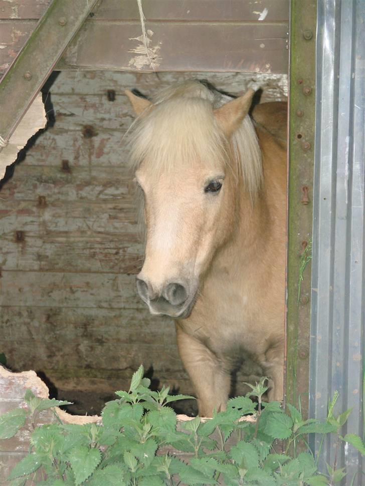 Shetlænder Pedro  -  R.I.P.  billede 6