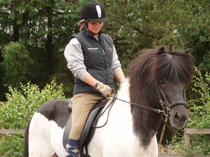 Islænder Höttur frá Midkoti -*SOLGT*- - Klar til undervisning d. 15 juni (: billede 12