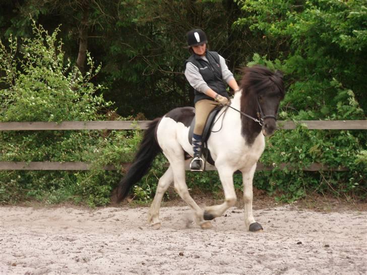 Islænder Höttur frá Midkoti -*SOLGT*- - undervisning d. 15 juni (: billede 13
