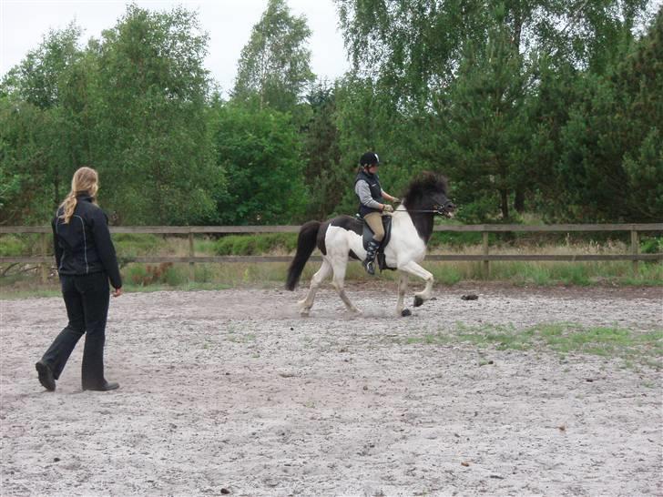 Islænder Höttur frá Midkoti -*SOLGT*- - undervisning d. 15 juni (: billede 15