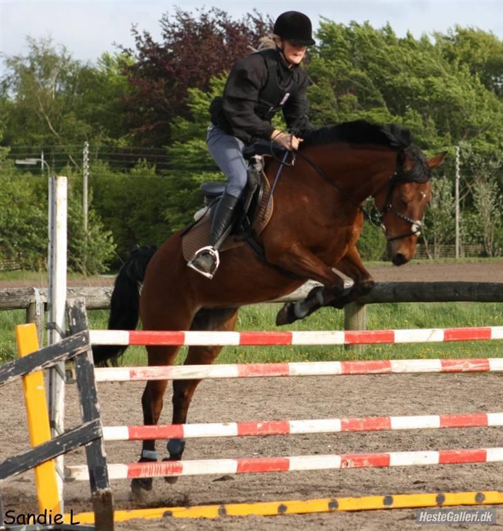Anden særlig race Mulle  * RIP -6 maj 11* - spring ved kim<3 110-115cm foto sandie l billede 2