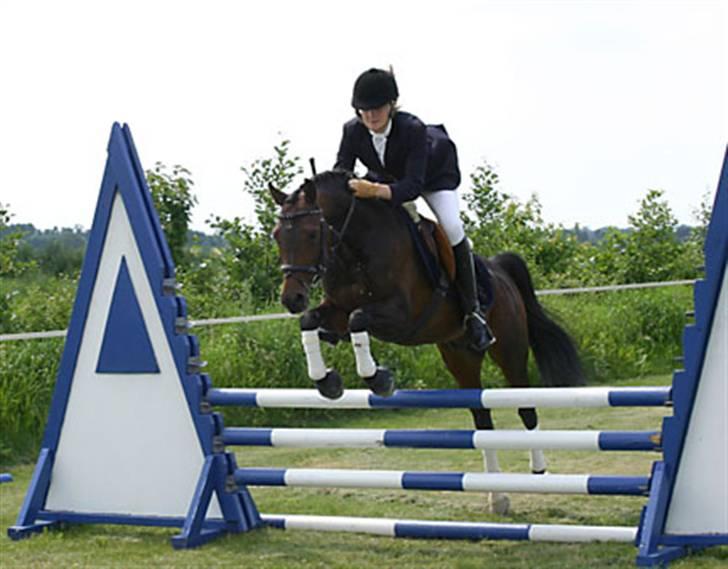 New Forest Offem Minos billede 17