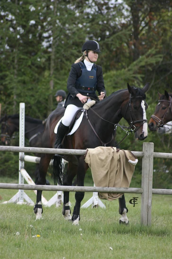 Dansk Varmblod Salut billede 8