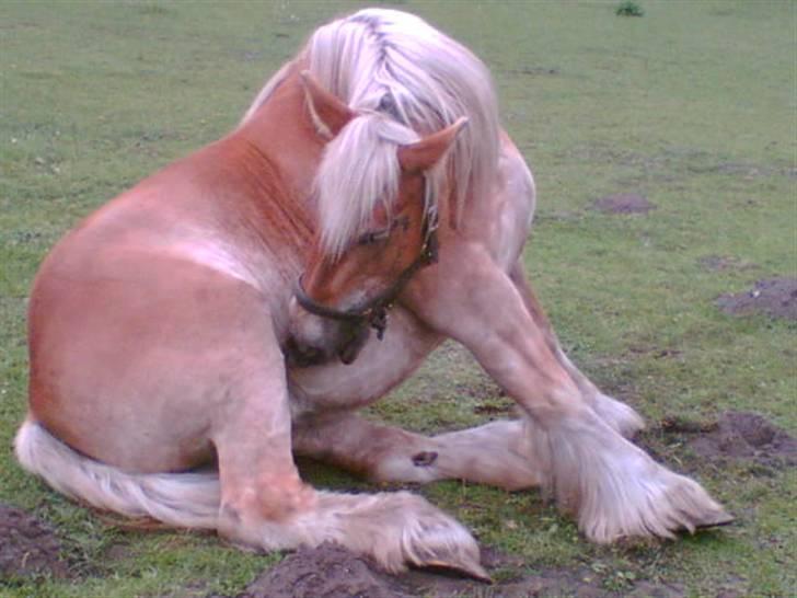 Jyde thea - SOLGT billede 1