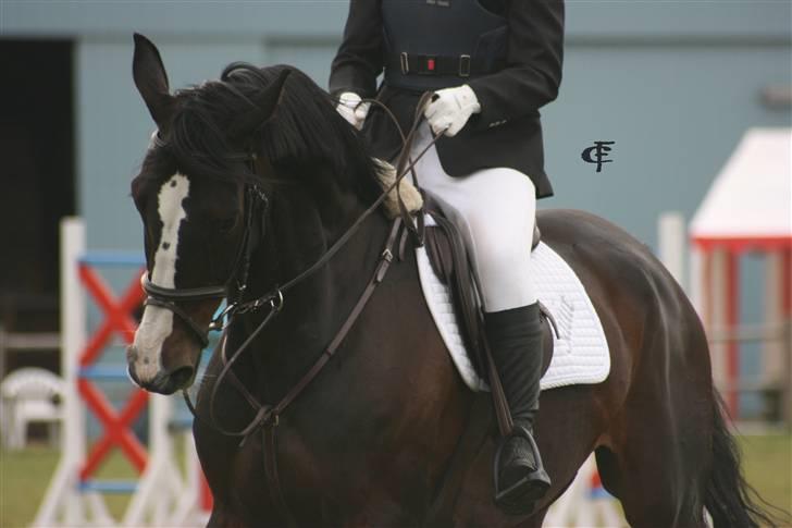 Dansk Varmblod Salut billede 10