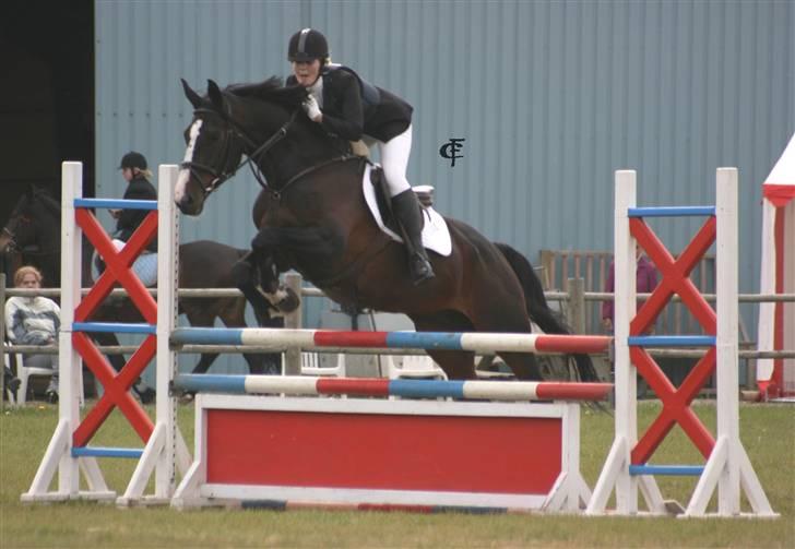 Dansk Varmblod Salut billede 11