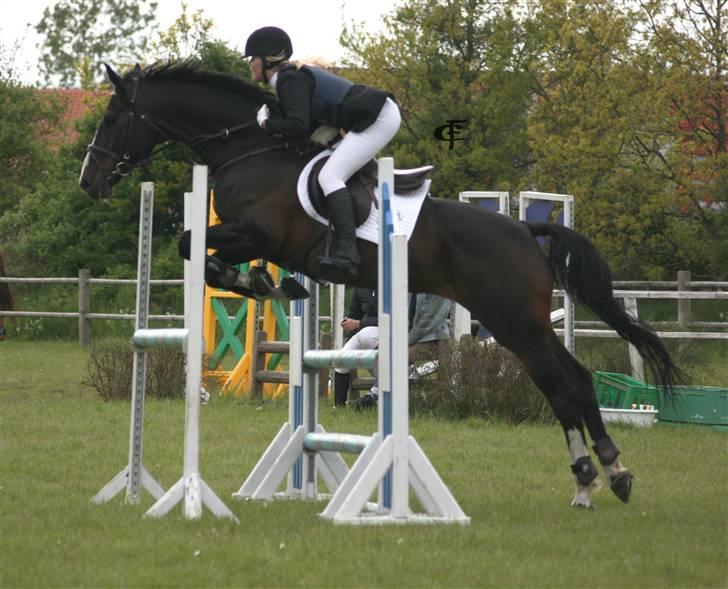 Dansk Varmblod Salut billede 12