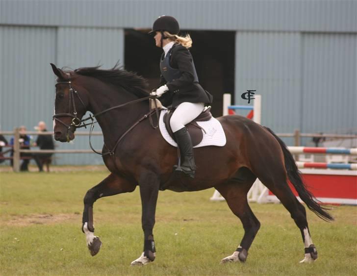 Dansk Varmblod Salut billede 13