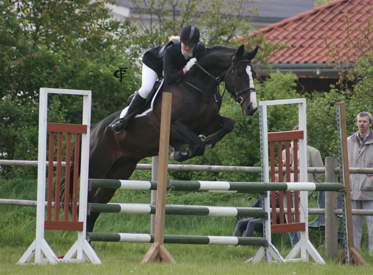 Dansk Varmblod Salut billede 14