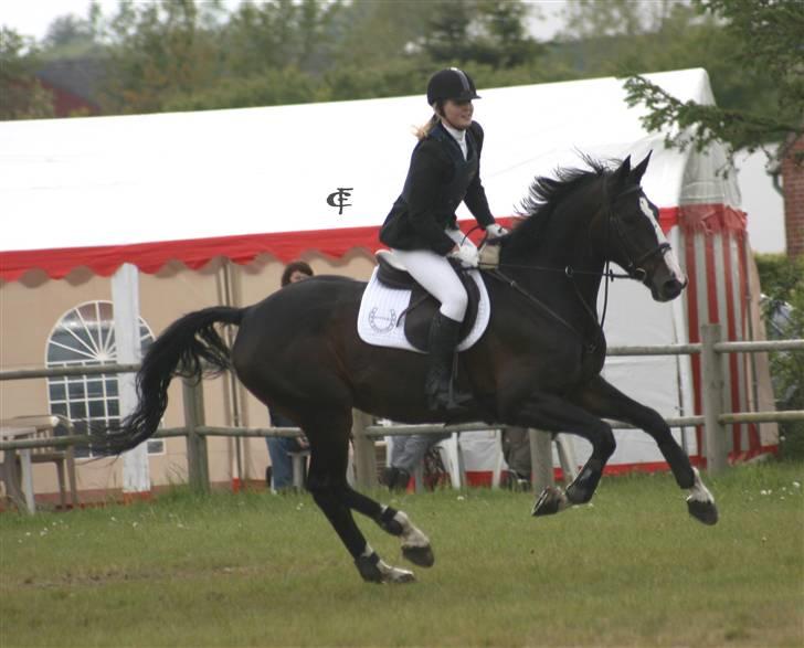 Dansk Varmblod Salut billede 15