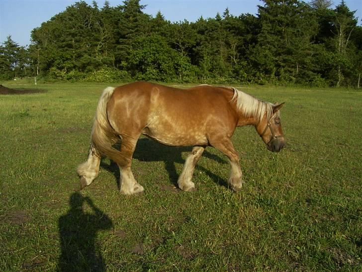 Jyde thea - SOLGT billede 6