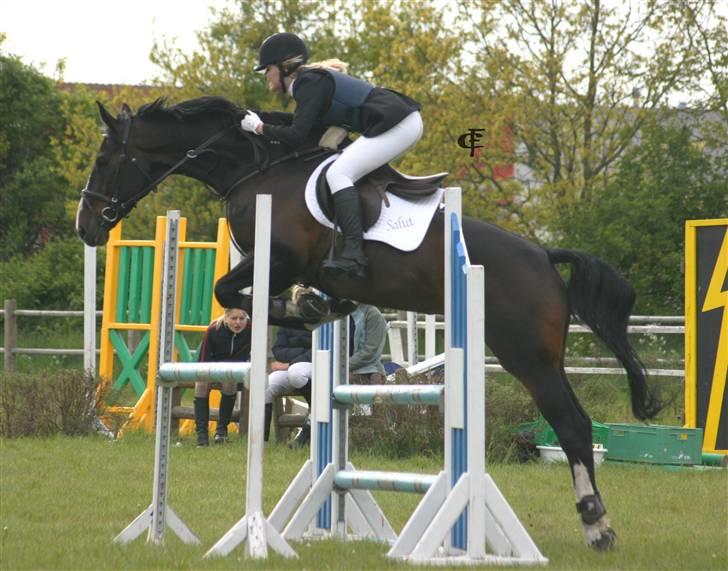 Dansk Varmblod Salut billede 16