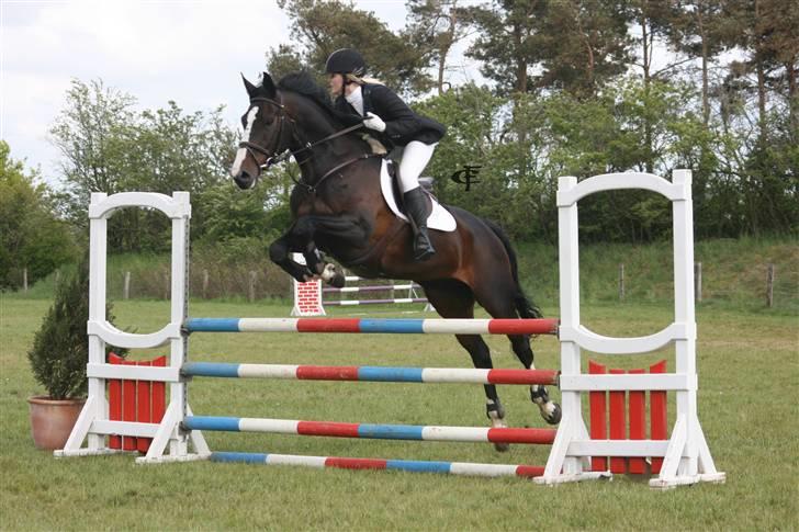 Dansk Varmblod Salut billede 17