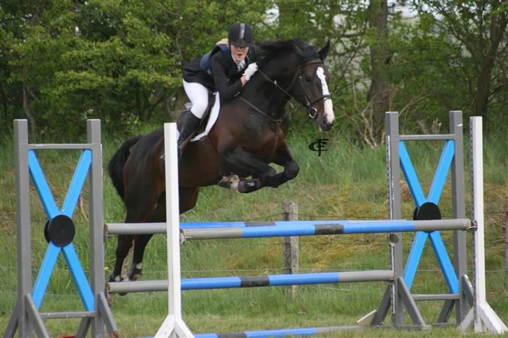 Dansk Varmblod Salut billede 18