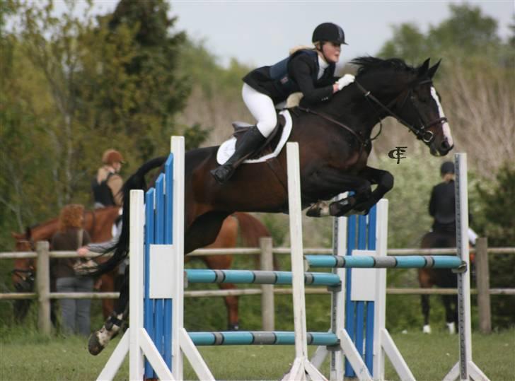 Dansk Varmblod Salut billede 19