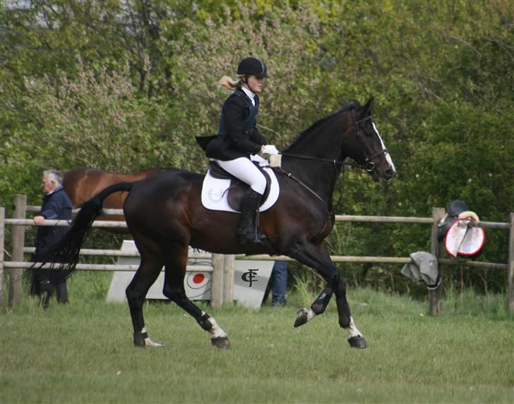 Dansk Varmblod Salut billede 20