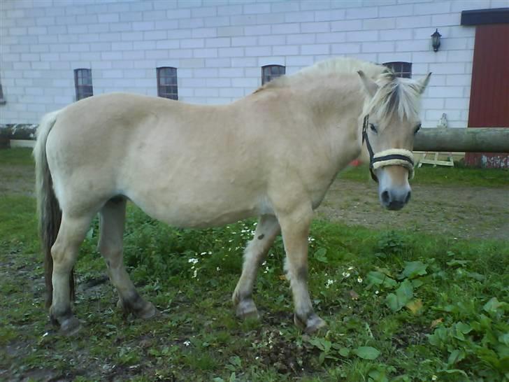 Fjordhest Ågerupgårds Kikki (SOLGT) billede 1