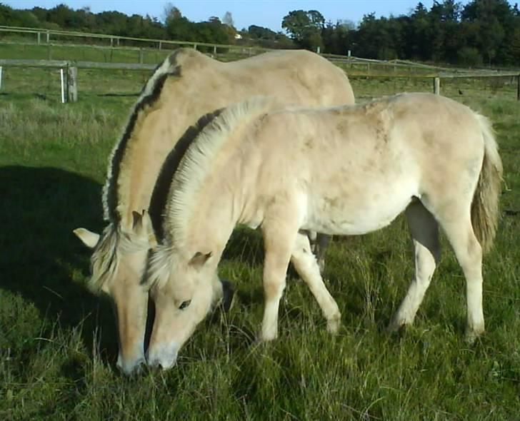 Fjordhest Ågerupgårds Kikki (SOLGT) billede 2