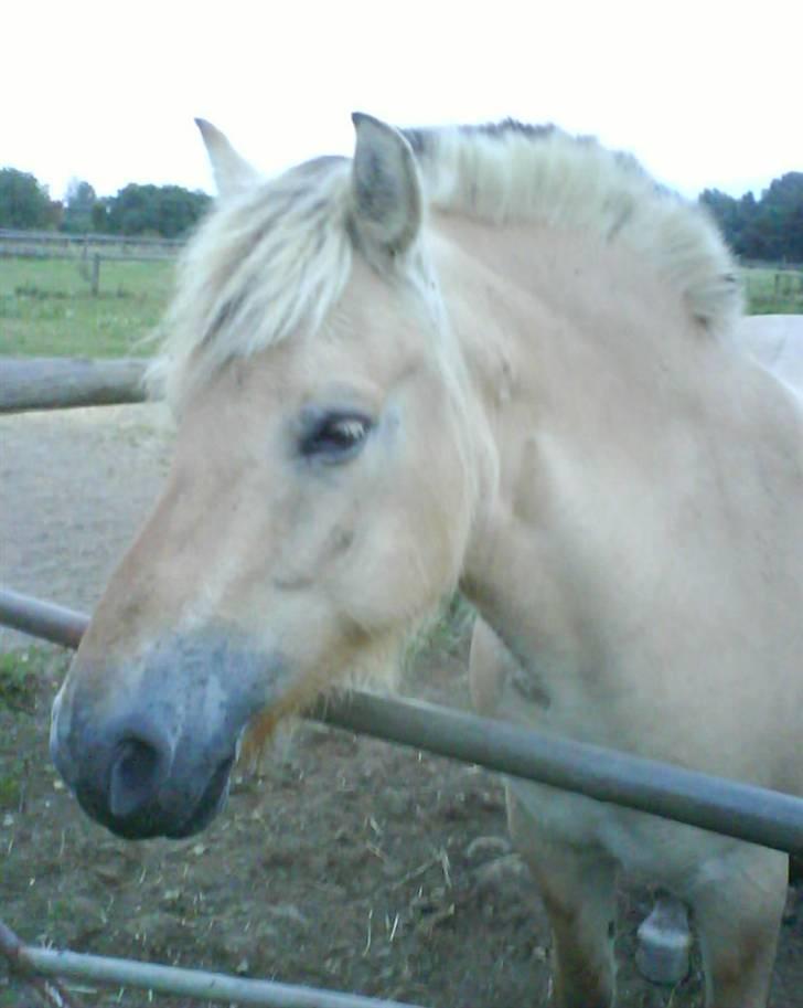 Fjordhest Ågerupgårds Kikki (SOLGT) billede 3