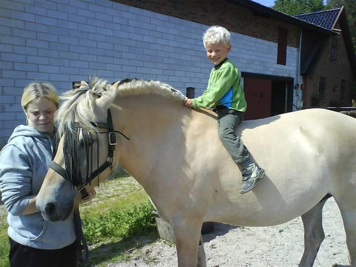Fjordhest Ågerupgårds Kikki (SOLGT) billede 4