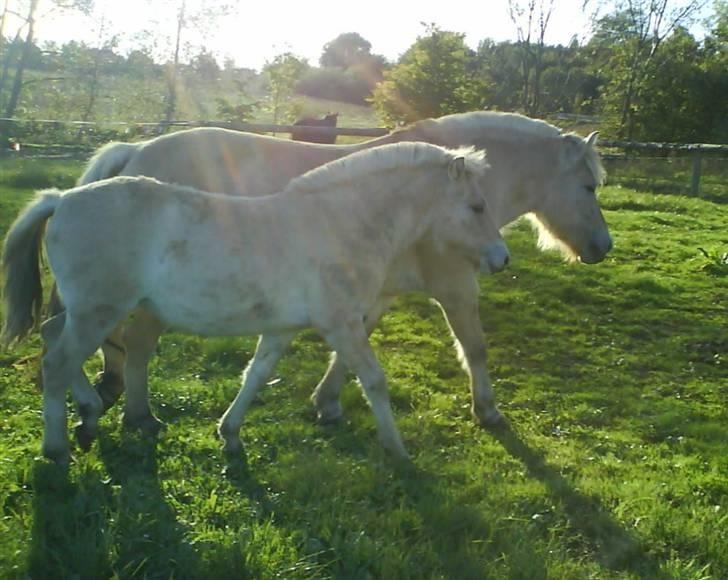 Fjordhest Ågerupgårds Kikki (SOLGT) billede 5