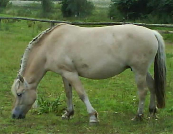 Fjordhest Ågerupgårds Kikki (SOLGT) billede 6