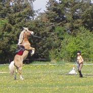 Haflinger Bailey af Fredensberg