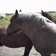 Belgier Eva Van De Posse
