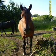 New Forest Choko Chanel