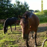 New Forest Choko Chanel