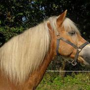 Haflinger Absalon