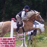 Haflinger Absalon