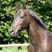 Oldenborg Jolly Jumper