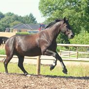 Oldenborg Jolly Jumper