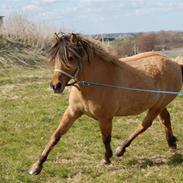 Anden særlig race Mia Bella